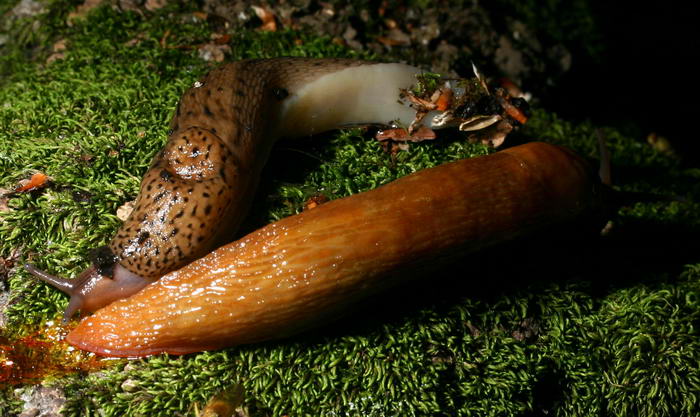Limax cf maximus del Gran Sasso (TE)